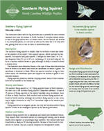 PDF Brochure of Southern Flying Squirrel profile by the North Carolina Wildlife Resources Commission.