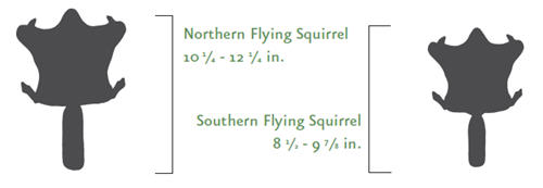 Graphic comparing the size of the Northern and Southern Flying Squirrels. There are two drawings of flying squirrels. One is labeled "Northern Flying Squirrel, 10 1/4 - 12 1/4 in." and the other is labeled "Southern Flying Squirrel 8 1/2-91/2 in."