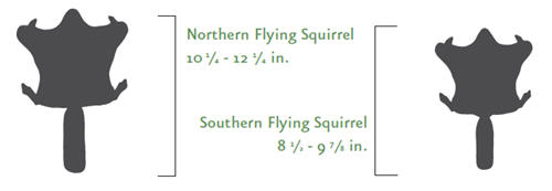 Graphic comparing the size of the Northern and Southern Flying Squirrels. There are two drawings of flying squirrels. One is labeled &quot;Northern Flying Squirrel, 10 1/4 - 12 1/4 in.&quot; and the other is labeled &quot;Southern Flying Squirrel 8 1/2-91/2 in.&quot;