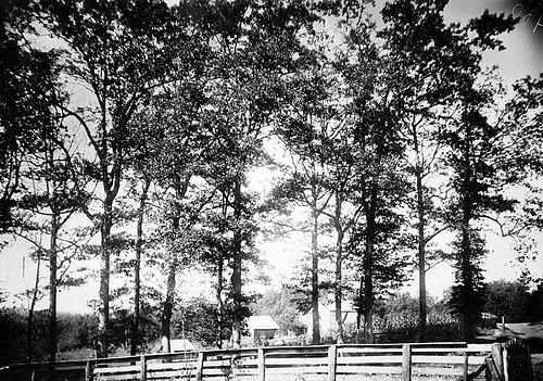 Oaks in front of Penland's- Crockett's in distance Oct 1, 1910 Frank W. Bicknell Photograph Collection, PhC.8, North Carolina State Archives, call #: PhC8_400, Raleigh, NC.