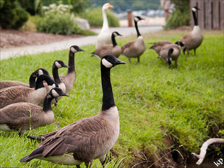 Canadian Geese, Lake Lure, NC. Image courtesy of Flickr user Ketan Panchal. 
