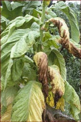 Tobacco plant infected with Granville Wilt. Image available from North Carolina State University, Department of Agriculture & Life Sciences. 