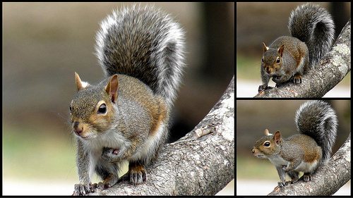 Mammal Gray Squirrel Ncpedia