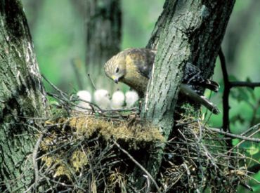 Red-shouldered hawk