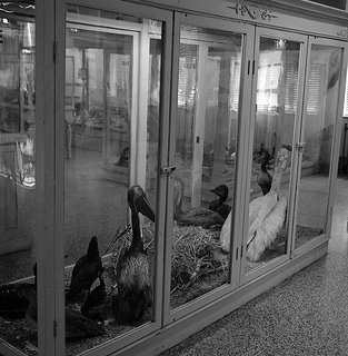 Heron Exibit, n.d. (c.1950's). Museum now known as the NC Museum of Natural Sciences, Raleigh, NC. From the Brimley Photo Collection, North Carolina State Archives, call #:  PhC42_Bx19_Museum of Natural History_F65-1, Raleigh, NC.