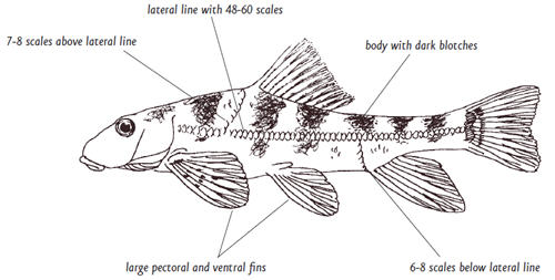 Anatomy of the Roanoke hogsucker