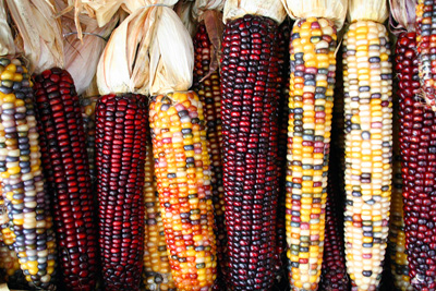 "Corncobs."  Photograph of maize, a North American crop adopted by colonial farmers.  By user Asbestos, on Wikimedia Commons, used with Creative Commons license CC By-SA 2.0. 