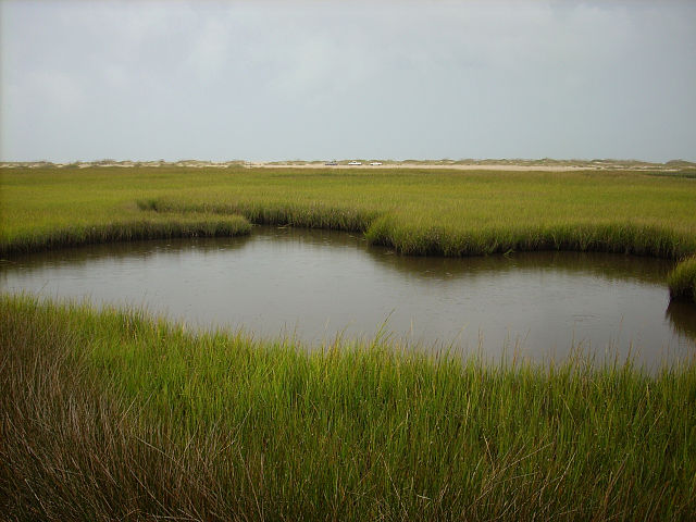 "Fort Fisher State Recreation Area Salt Marsh" by Dincher, October 2007. Licensed under CC BY-SA 3.0 via Commons