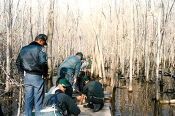 Building the Palmettao Boardwalk, Goose Creek State Park, photograph circa 1980.  Used courtesy of the North Carolina Department of Parks and Recreation.