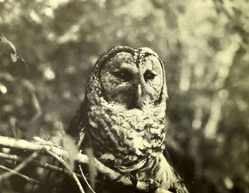 Owl at Lake Waccamaw State Park, ca. 1976. From the <i>Lake Waccamaw State Park Master Plan</i>, N.C. Division of Parks and Recreation, 1976. 