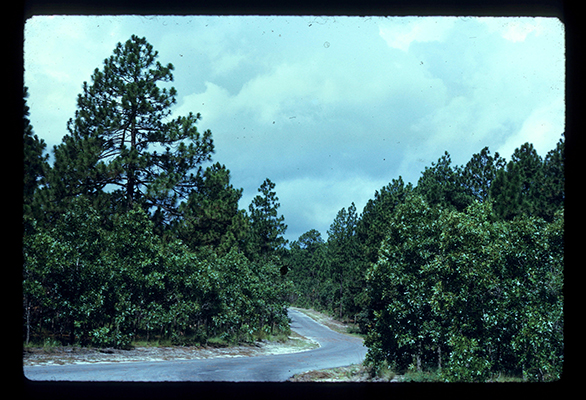 Photograph of Weymouth Woods-Sandhills Nature Preserve ca. 1970, before the understory was opened using prescribed burns. From the North Carolina State Parks Collection.