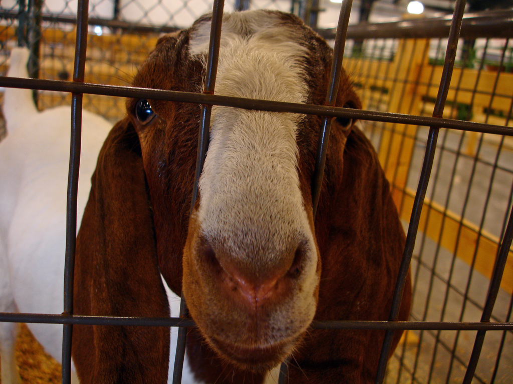 NC State Fair goat