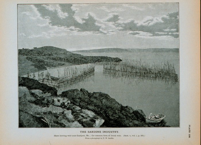 Illustration of a fishing weir used in the sardine industry.