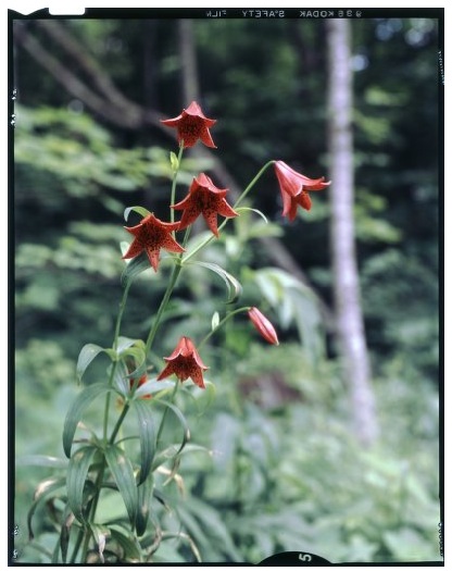Gray's Lilies. They are red-orange with long stems. Photo.