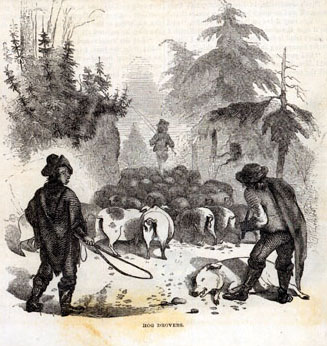Two men drive a train of hogs up a hill. There are trees on the hill. One hog has fallen from exhaustion in the foreground.