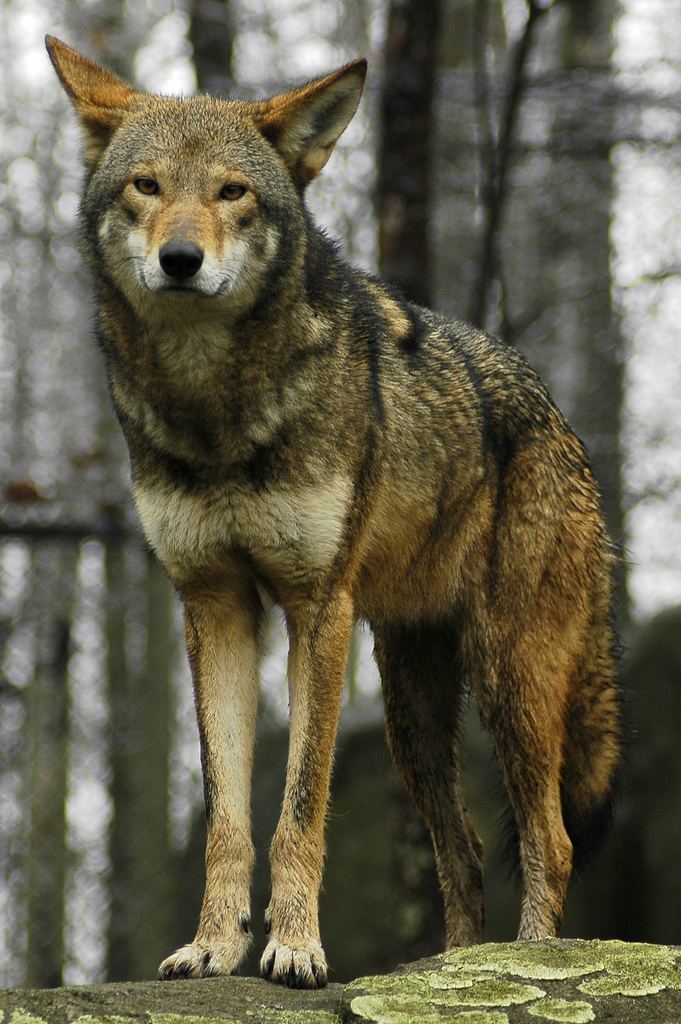 Red Wolf.
