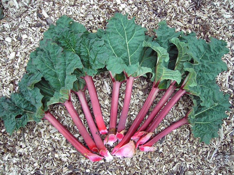 A  bundle of burgundy rhubarb stems with green leaves. Sitting on a bed of leaves. 