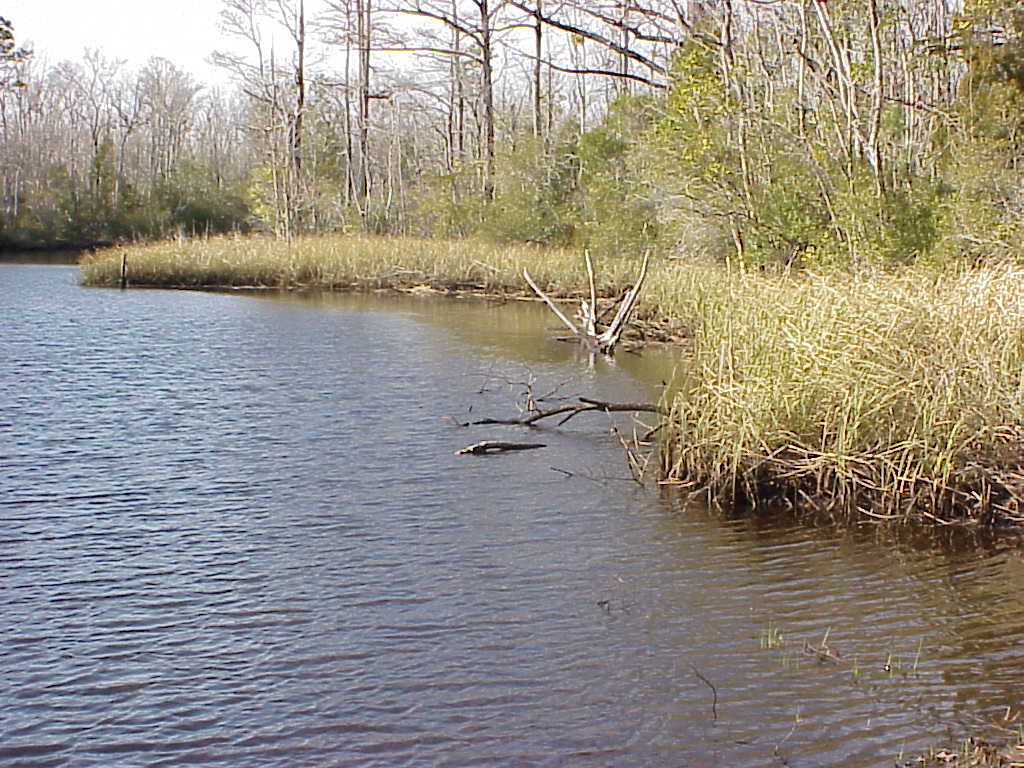 Tidal freshwater marsh
