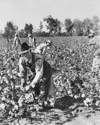 Picking cotton, ca. 1930. Photograph by Bayard Wootten. North Carolina Collection, University of North Carolina at Chapel Hill Libraries..