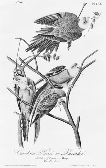 Lithograph of Carolina parakeets from a drawing by John James Audubon. North Carolina Collection, University of North Carolina at Chapel Hill Library.