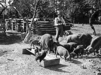 A farmer in Northampton County feeds his hogs, 1939. Photograph by Charles Anderson Farrell. North Carolina Collection, University of North Carolina at Chapel Hill Library.