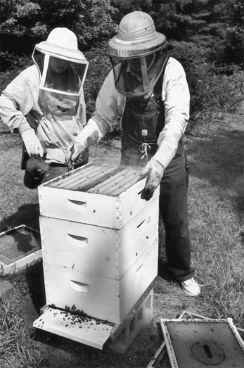 Beekeepers at work near High Point, 2002. Photograph by Nelson Kepley. Greensboro News and Record.