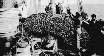 Oysters piled high on the deck of a sailing vessel at Washington, N.C., 1884. Courtesy of North Carolina Office of Archives and History, Raleigh.