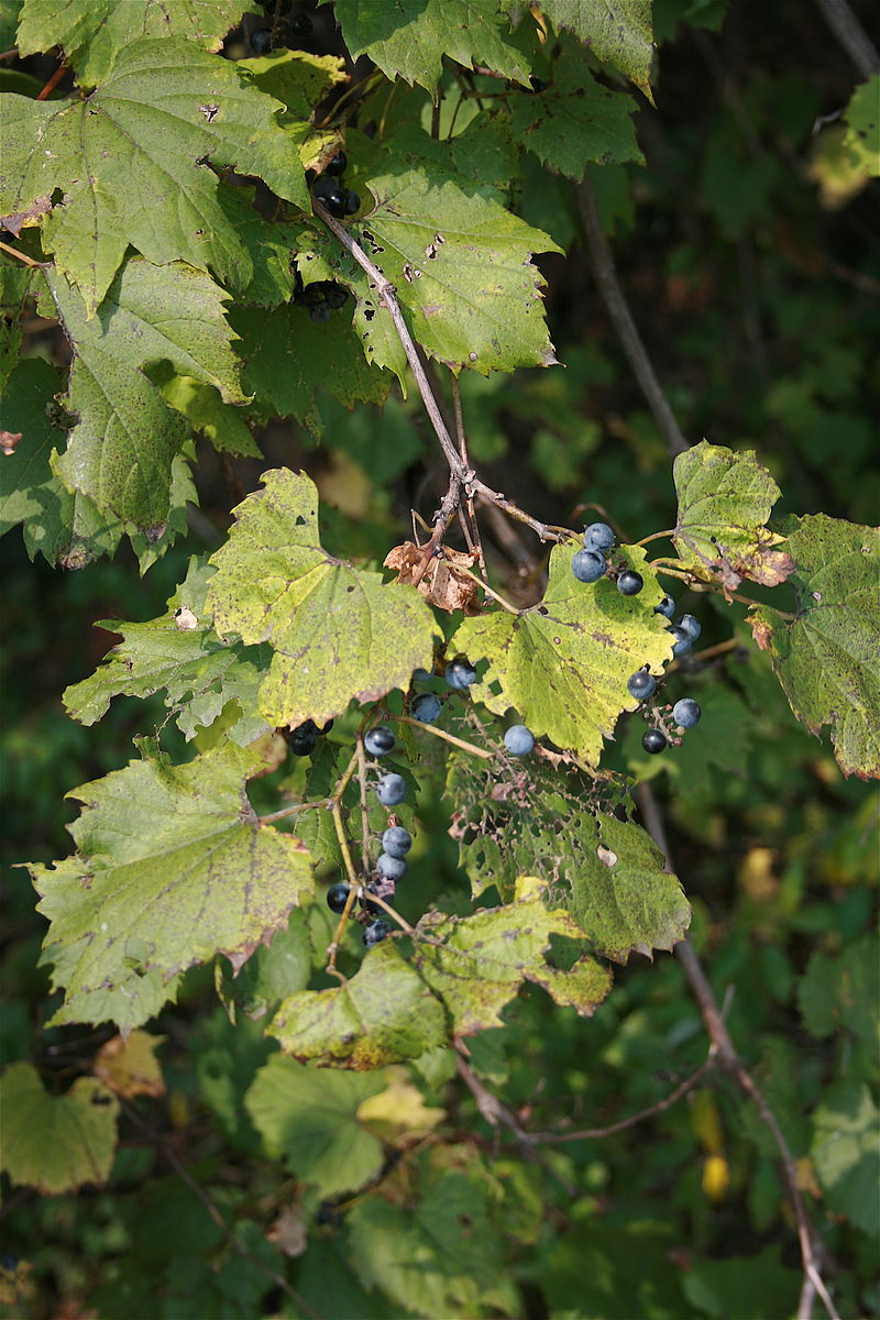 fox-grape-ncpedia