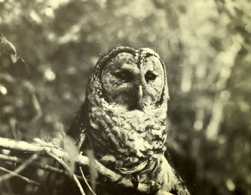Owl at Lake Waccamaw State Park, ca. 1976. From the <i>Lake Waccamaw State Park Master Plan</i>, N.C. Division of Parks and Recreation, 1976.