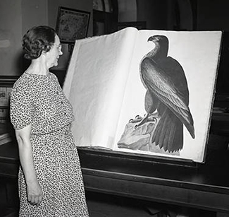 State Librarian Carrie Broughton examining an Audubon print, September 9 1940. Image courtesy of the Raleigh News and Observer and copyright by them..