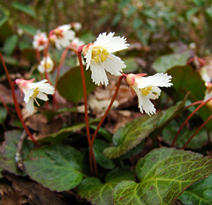 A picture of shortia galacifolia, or Oconee Bells, discovered by Andre Michaux. Image from Flickr user zen Sutherland.