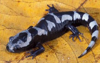 Salamander Marbled Salamander Ncpedia