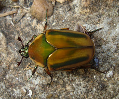 June Beetle, Asheville, North Carolina. Image courtesy of Flickr user Zen Sutherland. 