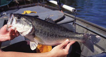 largemouthbass1 Largemouth Bass