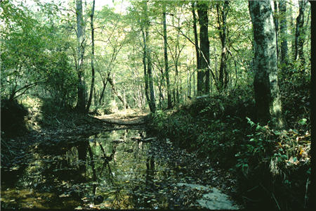 Little Meadow Creek