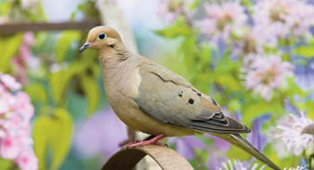 Mourning dove image