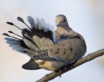 Mourning Dove From Nc Wins Ncpedia