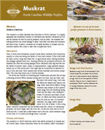 Brochure of a profile of the Muskrat written by the North Carolina Wildlife Resources Commission.