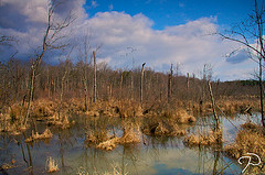North Carolina Wetlands, 2009, Guilford County.  Image courtesy of Flickr user Jim Dollar.