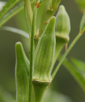 Okra, Boone, North Carolina. Image courtesy of Flickr user Appalachian Encounters.