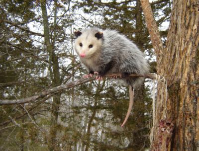 "Virginia Opossum." Photo by NC Wildlife Resources Commission.