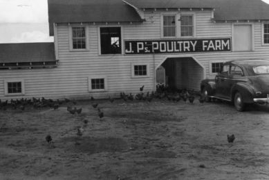 J.P. Doughtry Poultry Farm, Clinton, N.C., Sampson County, 1942. Image available online from North Carolina State University Libraries. 