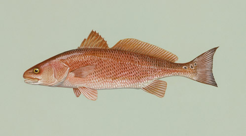 North Carolina Saltwater Fish Species Chart