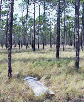 A photograph of a piece of roofing tin lying in the grass of a pine forest. 