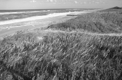 Sand dunes at Cape Hatteras National Seashore covered with stabilizing plants. Photograph courtesy of North Carolina Division of Tourism, Film, and Sports Development.