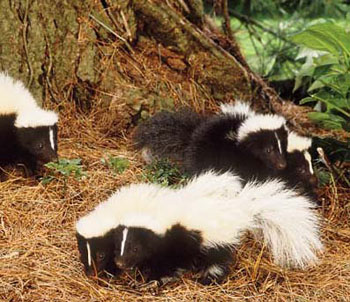 Striped Skunk (from NC WINS) | NCpedia