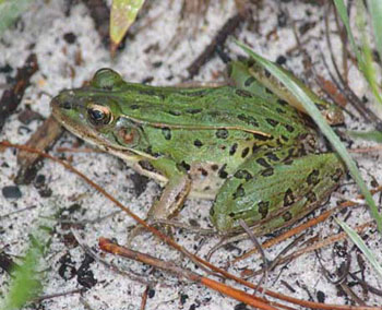 Southern  Leopard Frog