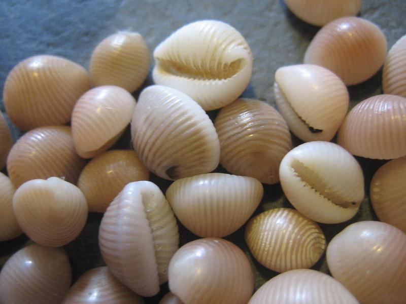 Cowrie Shells Ncpedia