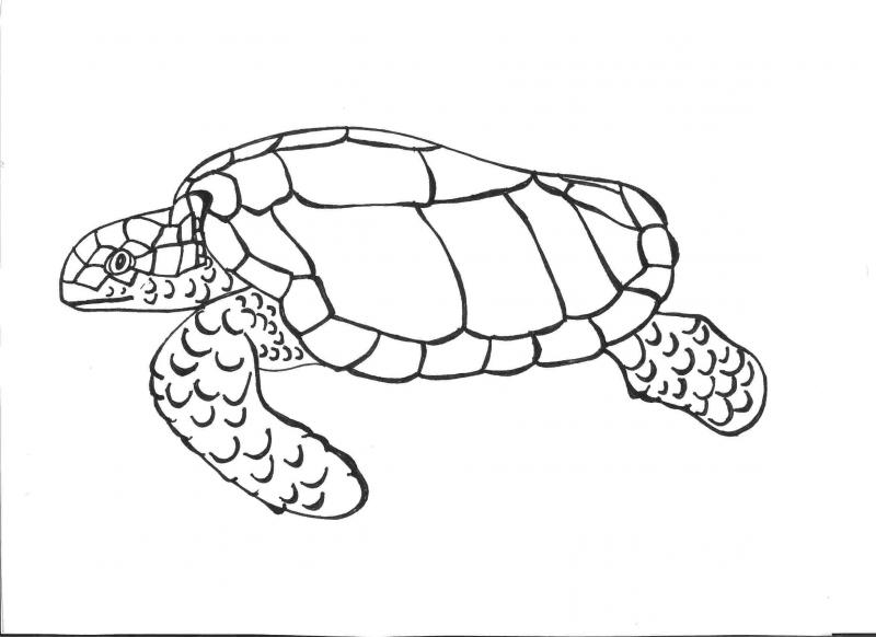 Sea turtle drawing: step 9 of 9 | NCpedia