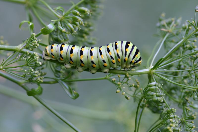 Eastern Black Swallowtail Butterfly: Third Larval Instar 